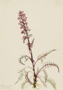 Elephanthead Pedicularis Groenlandica
