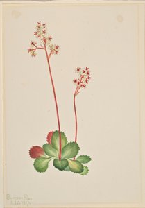 Evergreen Saxifrage by Mary Vaux Walcott