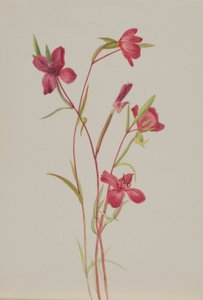 Farewell to Spring (Godetia amoena lilja)