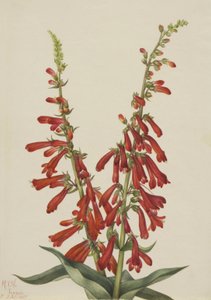 Fire Pentstemon Pentstemon eatonii, 1927