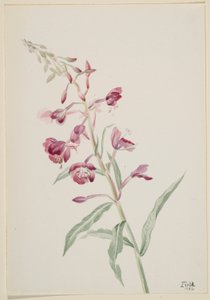 Fireweed by Mary Vaux Walcott