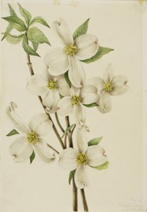 Flowering Dogwood by Mary Vaux Walcott
