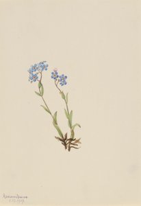 Forget-Me-Not