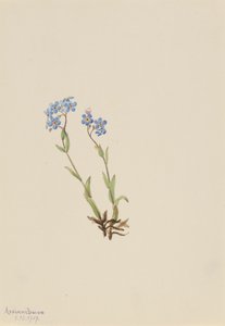 Forget-Me-Not Myosotis alpestris, 1907