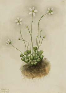 Fringed Parnassia Parnassia fimbriata