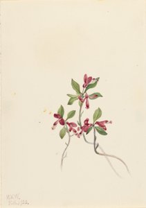 Fringed Polygala (Polygala paucifolia)