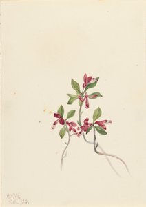Fringed Polygala Polygala paucifolia