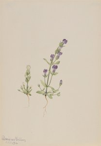 Gentiana propingua by Mary Vaux Walcott