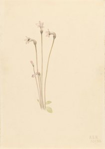 Ghostpipe Thalesia uniflora