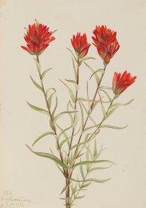 Giant Red Paintbrush Castilleja miniata, 1921 by Mary Vaux Walcott
