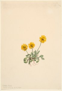 Golden Fleabane by Mary Vaux Walcott
