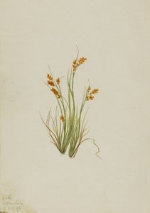 Golden Sedge Carex aurea by Mary Vaux Walcott