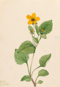 Golden Star Chrysogonum virginianum