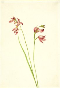 Grass-pink Orchid