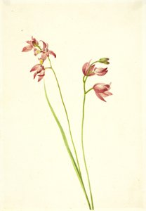 Grass-pink Orchid Limodorum tuberosum