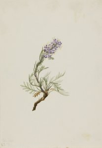 Gray Phacelia