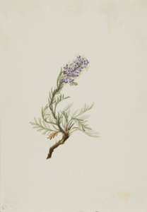 Gray Phacelia Phacelia sericea
