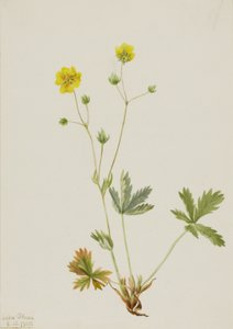 Grayleaf Fivefinger