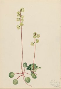 Green Pyrola by Mary Vaux Walcott
