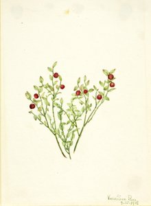 Grouse Whortleberry by Mary Vaux Walcott