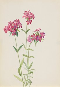 Hairy Phlox Phlox amoena