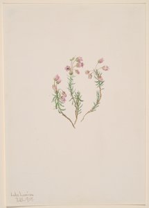 Heather Phyllodoce intermedia