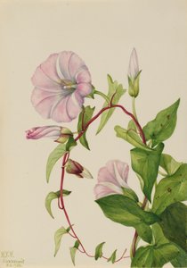 Hedge Bindweed Calystegia Convolvulus Sepium by Mary Vaux Walcott
