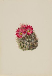 Hedgehog Cactus
