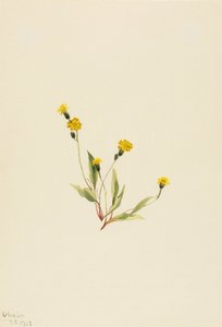 Heieracium Gracile by Mary Vaux Walcott