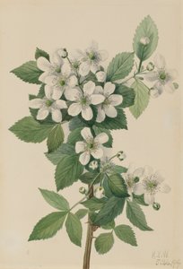 Highbush Blackberry