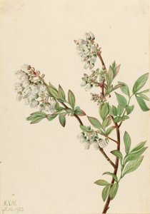 Highbush Blueberry (Vaccinium corymbosum)