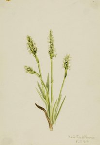 Hooded Ladies-Tresses