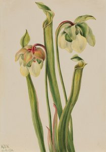 Hybrid Pitcherplant, 1930 by Mary Vaux Walcott