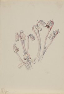 Indian Pipe (Monotropa uniflora)