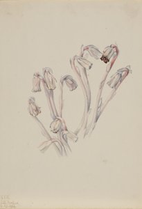 Indian Pipe Monotropa uniflora, 1926