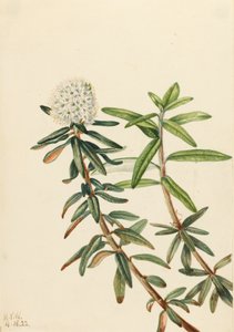 Labrador Tea by Mary Vaux Walcott