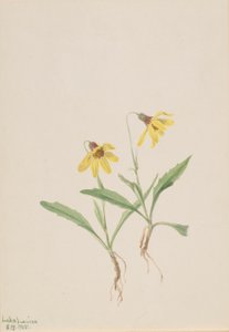 Lake Louise Arnica by Mary Vaux Walcott