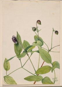 Leather Flower by Mary Vaux Walcott