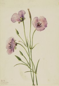 Lilac Mariposa