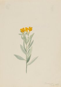 Lithospermum Canescens, 1907 by Mary Vaux Walcott