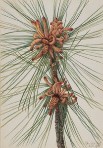 Loblolly Pine Pinus taeda