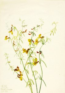 Lotus puberulus, 1935 by Mary Vaux Walcott