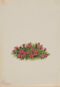 Moss Campion