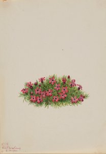 Moss Campion Silene acaulis, 1924 by Mary Vaux Walcott