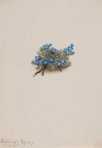 Moss Forget-me-not (Eritichum elongatum)
