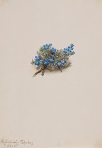 Moss Forget-me-not