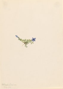 Moss Gentian