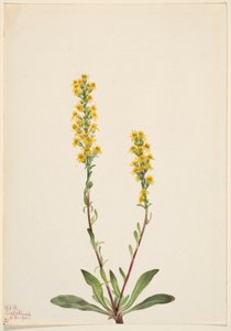 Mountain Goldenrod by Mary Vaux Walcott