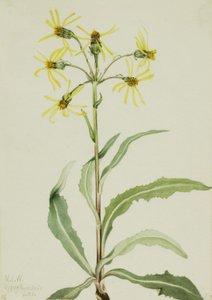 Mourning Groundsel Senecio lugens