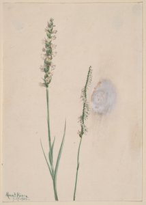 Nodding Ladies-Tresses (Ibidium cernum) by Mary Vaux Walcott
